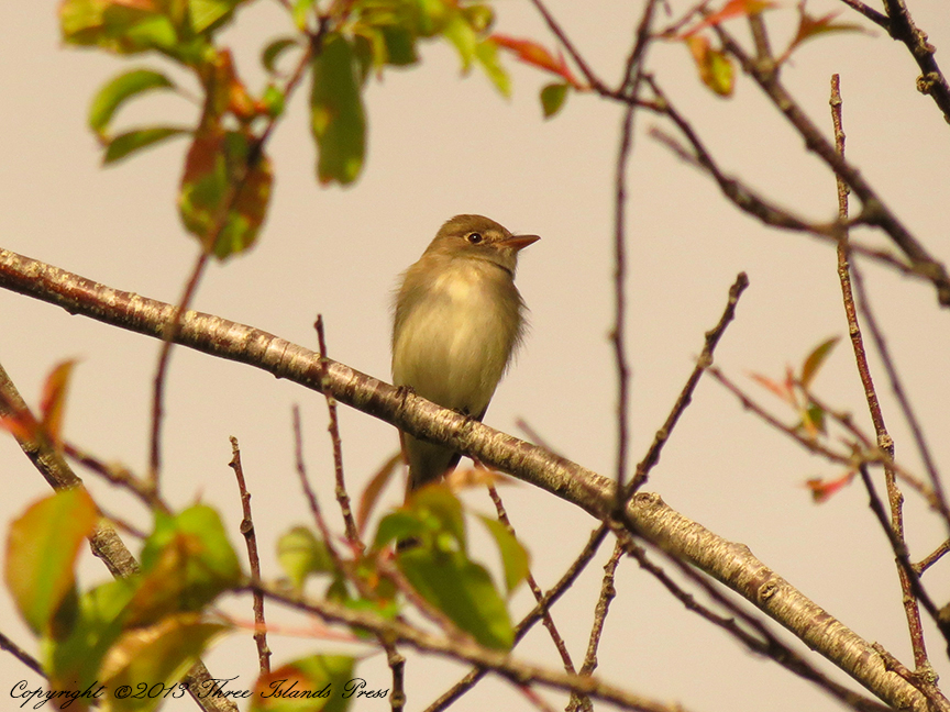 Alder Flycatcher