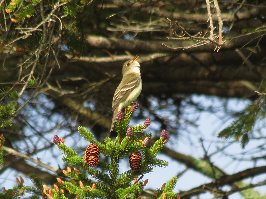 Alder Flycatcher