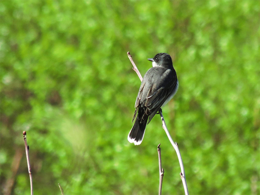 Eastern Kingbird