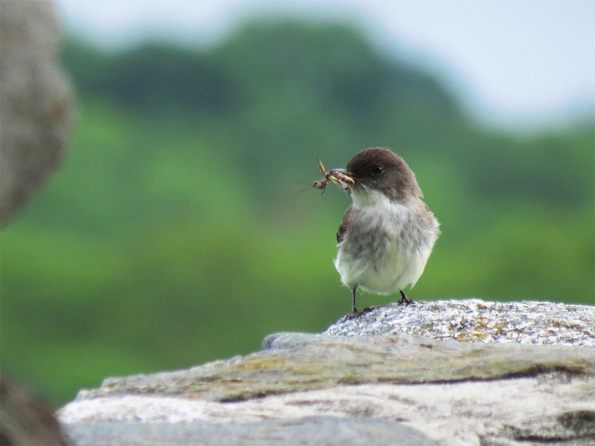 Eastern Phoebe