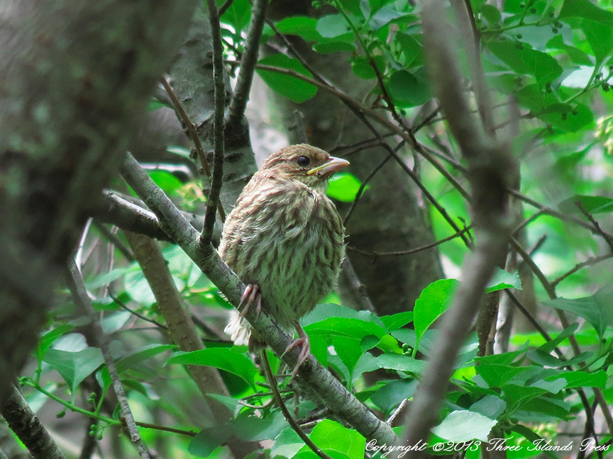 Eastern Towhee Fledgling