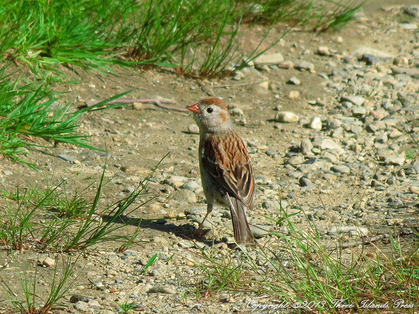 Field Sparrow