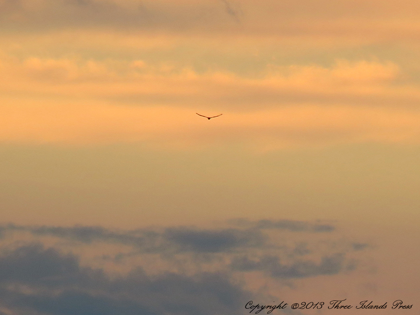 Northern Harrier