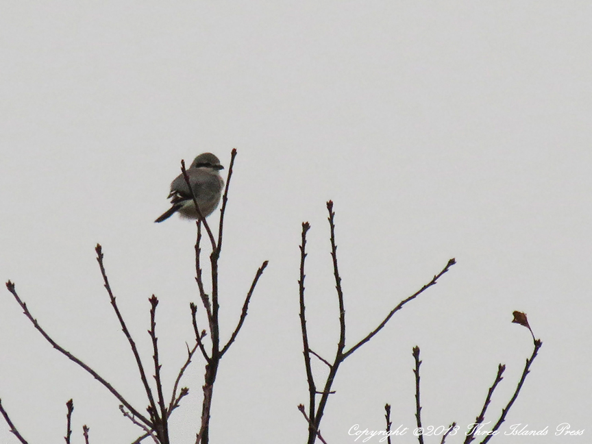 Northern Shrike