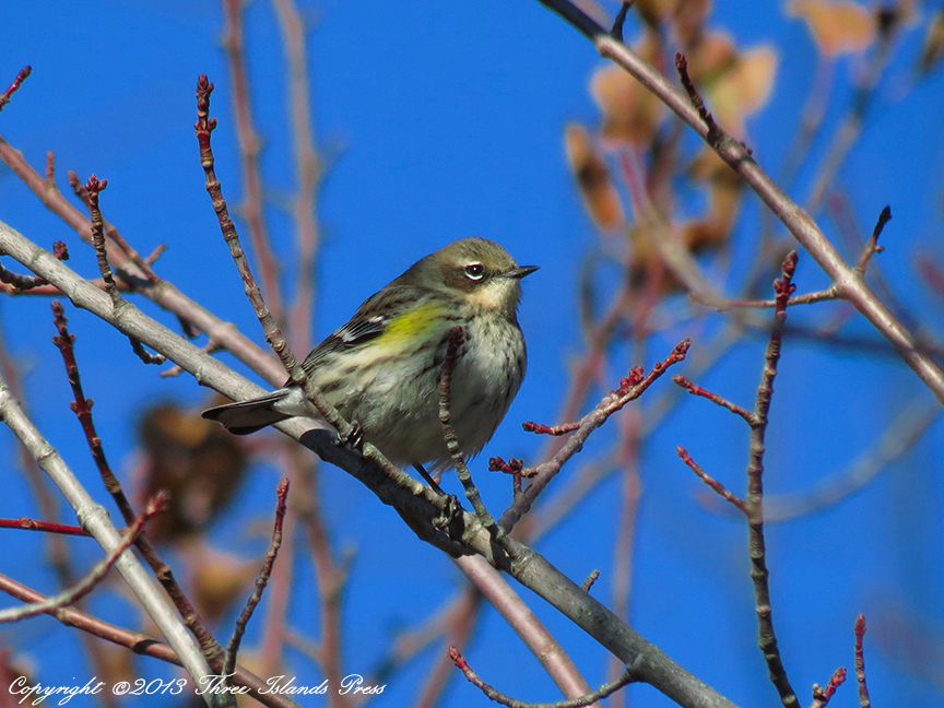 Yellow-Rumped Warbler